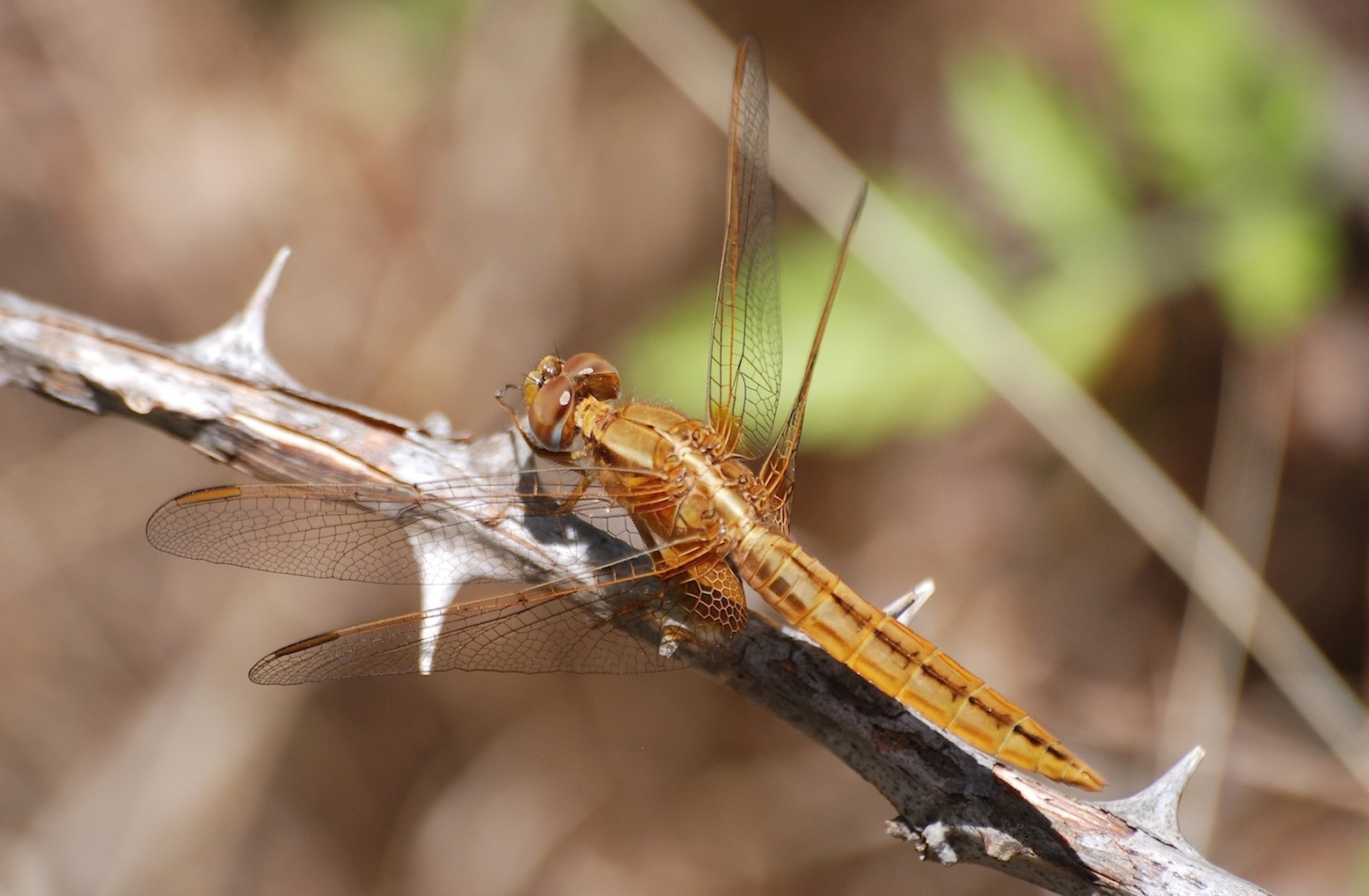 Parliamo di: Scheda Crocothemis erythraea